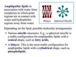 Depending on the lipid, possible molecular arrangements:
 Various micelle structures. E.g., a spherical micelle is
a stable configuration for amphipathic lipids with a
conical shape, such as fatty acids.
 A bilayer. This is the most stable configuration for
amphipathic lipids with a cylindrical shape, such as
phospholipids.
Bilayer Spherical Micelle
Amphipathic lipids in
association with water form
complexes in which polar
regions are in contact with
water and hydrophobic
regions away from water.
 