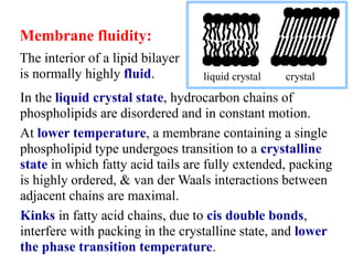 liquid crystal crystal
In the liquid crystal state, hydrocarbon chains of
phospholipids are disordered and in constant motion.
At lower temperature, a membrane containing a single
phospholipid type undergoes transition to a crystalline
state in which fatty acid tails are fully extended, packing
is highly ordered, & van der Waals interactions between
adjacent chains are maximal.
Kinks in fatty acid chains, due to cis double bonds,
interfere with packing in the crystalline state, and lower
the phase transition temperature.
Membrane fluidity:
The interior of a lipid bilayer
is normally highly fluid.
 