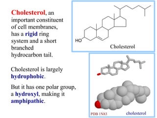 Cholesterol is largely
hydrophobic.
But it has one polar group,
a hydroxyl, making it
amphipathic.
Cholesterol
HO
Cholesterol, an
important constituent
of cell membranes,
has a rigid ring
system and a short
branched
hydrocarbon tail.
cholesterol
PDB 1N83
 