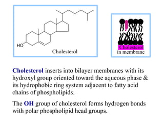 Cholesterol
in membrane
Cholesterol inserts into bilayer membranes with its
hydroxyl group oriented toward the aqueous phase &
its hydrophobic ring system adjacent to fatty acid
chains of phospholipids.
The OH group of cholesterol forms hydrogen bonds
with polar phospholipid head groups.
Cholesterol
HO
 