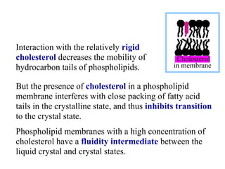 But the presence of cholesterol in a phospholipid
membrane interferes with close packing of fatty acid
tails in the crystalline state, and thus inhibits transition
to the crystal state.
Phospholipid membranes with a high concentration of
cholesterol have a fluidity intermediate between the
liquid crystal and crystal states.
Cholesterol
in membrane
Interaction with the relatively rigid
cholesterol decreases the mobility of
hydrocarbon tails of phospholipids.
 