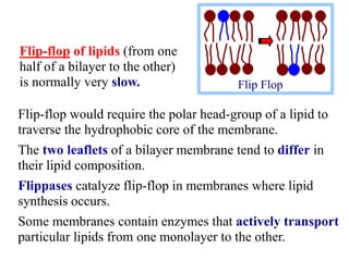 Flip-flop would require the polar head-group of a lipid to
traverse the hydrophobic core of the membrane.
The two leaflets of a bilayer membrane tend to differ in
their lipid composition.
Flippases catalyze flip-flop in membranes where lipid
synthesis occurs.
Some membranes contain enzymes that actively transport
particular lipids from one monolayer to the other.
Flip Flop
Flip-flop of lipids (from one
half of a bilayer to the other)
is normally very slow.
 