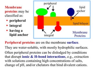 Peripheral proteins are on the membrane surface.
They are water-soluble, with mostly hydrophilic surfaces.
Often peripheral proteins can be dislodged by conditions
that disrupt ionic & H-bond interactions, e.g., extraction
with solutions containing high concentrations of salts,
change of pH, and/or chelators that bind divalent cations.
Membrane
proteins may be
classified as:
 peripheral
 integral
 having a
lipid anchor integral
lipid
anchor
peripheral
lipid bilayer
Membrane
Proteins
 