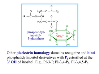 Other pleckstrin homology domains recognize and bind
phosphatidylinositol derivatives with Pi esterified at the
3' OH of inositol. E.g., PI-3-P, PI-3,4-P2, PI-3,4,5-P3.
O P
O
O
H2C
CH
H2C
O
C
R1
O O C
O
R2
OH
H
OH
H
H
OH
H
OPO3
2
H
O
H OH
1 6
5
2
3 4
phosphatidyl-
inositol-
3-phosphate
 