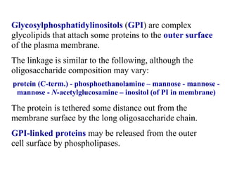 Glycosylphosphatidylinositols (GPI) are complex
glycolipids that attach some proteins to the outer surface
of the plasma membrane.
The linkage is similar to the following, although the
oligosaccharide composition may vary:
protein (C-term.) - phosphoethanolamine – mannose - mannose -
mannose - N-acetylglucosamine – inositol (of PI in membrane)
The protein is tethered some distance out from the
membrane surface by the long oligosaccharide chain.
GPI-linked proteins may be released from the outer
cell surface by phospholipases.
 