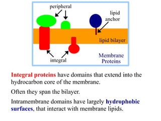 Integral proteins have domains that extend into the
hydrocarbon core of the membrane.
Often they span the bilayer.
Intramembrane domains have largely hydrophobic
surfaces, that interact with membrane lipids.
integral
lipid
anchor
peripheral
lipid bilayer
Membrane
Proteins
 