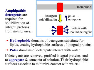  Hydrophobic domains of detergents substitute for
lipids, coating hydrophobic surfaces of integral proteins.
 Polar domains of detergents interact with water.
If detergents are removed, purified integral proteins tend
to aggregate & come out of solution. Their hydrophobic
surfaces associate to minimize contact with water.
Amphipathic
detergents are
required for
solubilization of
integral proteins
from membranes.
detergent
solubilization
Protein with
bound detergent
polar
non-polar
membrane
 
