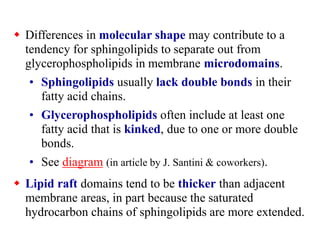  Differences in molecular shape may contribute to a
tendency for sphingolipids to separate out from
glycerophospholipids in membrane microdomains.
• Sphingolipids usually lack double bonds in their
fatty acid chains.
• Glycerophospholipids often include at least one
fatty acid that is kinked, due to one or more double
bonds.
• See diagram (in article by J. Santini & coworkers).
 Lipid raft domains tend to be thicker than adjacent
membrane areas, in part because the saturated
hydrocarbon chains of sphingolipids are more extended.
 