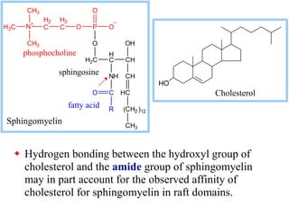  Hydrogen bonding between the hydroxyl group of
cholesterol and the amide group of sphingomyelin
may in part account for the observed affinity of
cholesterol for sphingomyelin in raft domains.
H2C
H
C
O
CH
NH CH
C
CH2
CH3
H
OH
( )12
C
R
O
P
O O
O
H2
C
H2
C
N
+
CH3
H3C
CH3
Sphingomyelin
phosphocholine
sphingosine
fatty acid

Cholesterol
HO
 