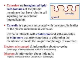  Caveolin is a protein associated with the cytosolic leaflet
of the plasma membrane in caveolae.
Caveolin interacts with cholesterol and self-associates
as oligomers that may contribute to deforming the
membrane to create the unique morphology of caveolae.
Electron micrograph & information about caveolae
(home page of Deborah Brown at SUNY Stony Brook).
Diagram & information about lipid rafts
(website of Maciver lab at University of Edinburgh).
caveolae
cytosol
 Caveolae are invaginated lipid
raft domains of the plasma
membrane that have roles in cell
signaling and membrane
internalization.
 