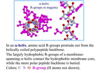 In an a-helix, amino acid R-groups protrude out from the
helically coiled polypeptide backbone.
The largely hydrophobic R-groups of a membrane-
spanning a-helix contact the hydrophobic membrane core,
while the more polar peptide backbone is buried.
Colors: C N O R-group (H atoms not shown).
a-helix
R-groups in magenta
 