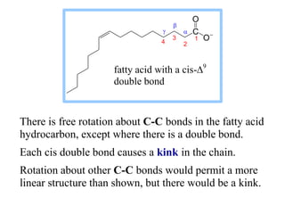 There is free rotation about C-C bonds in the fatty acid
hydrocarbon, except where there is a double bond.
Each cis double bond causes a kink in the chain.
Rotation about other C-C bonds would permit a more
linear structure than shown, but there would be a kink.
C
O
O
1
2
3
4
a


fatty acid with a cis-D9
double bond
 