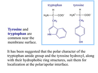 It has been suggested that the polar character of the
tryptophan amide group and the tyrosine hydroxyl, along
with their hydrophobic ring structures, suit them for
localization at the polar/apolar interface.
tryptophan tyrosine
H2N C COO
CH2
HN
H
H3N+
C COO
CH2
OH
H
Tyrosine and
tryptophan are
common near the
membrane surface.
 