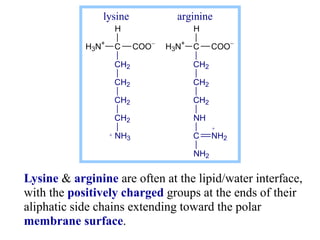 Lysine & arginine are often at the lipid/water interface,
with the positively charged groups at the ends of their
aliphatic side chains extending toward the polar
membrane surface.
H3N+
C COO
CH2
CH2
CH2
NH
C
NH2
NH2
H
H3N+
C COO
CH2
CH2
CH2
CH2
NH3
H


lysine arginine
 