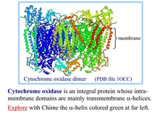 Cytochrome oxidase is an integral protein whose intra-
membrane domains are mainly transmembrane a-helices.
Explore with Chime the a-helix colored green at far left.
membrane
Cytochrome oxidase dimer (PDB file 1OCC)
 