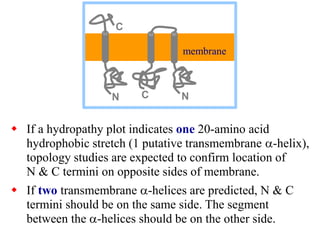  If a hydropathy plot indicates one 20-amino acid
hydrophobic stretch (1 putative transmembrane a-helix),
topology studies are expected to confirm location of
N & C termini on opposite sides of membrane.
 If two transmembrane a-helices are predicted, N & C
termini should be on the same side. The segment
between the a-helices should be on the other side.
N
C
membrane
N
C
 