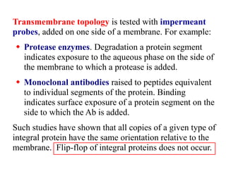 Transmembrane topology is tested with impermeant
probes, added on one side of a membrane. For example:
 Protease enzymes. Degradation a protein segment
indicates exposure to the aqueous phase on the side of
the membrane to which a protease is added.
 Monoclonal antibodies raised to peptides equivalent
to individual segments of the protein. Binding
indicates surface exposure of a protein segment on the
side to which the Ab is added.
Such studies have shown that all copies of a given type of
integral protein have the same orientation relative to the
membrane. Flip-flop of integral proteins does not occur.
 