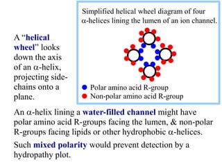 An a-helix lining a water-filled channel might have
polar amino acid R-groups facing the lumen, & non-polar
R-groups facing lipids or other hydrophobic a-helices.
Such mixed polarity would prevent detection by a
hydropathy plot.
A “helical
wheel” looks
down the axis
of an a-helix,
projecting side-
chains onto a
plane.
Simplified helical wheel diagram of four
a-helices lining the lumen of an ion channel.
Polar amino acid R-group
Non-polar amino acid R-group
 