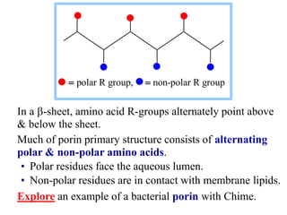 In a -sheet, amino acid R-groups alternately point above
& below the sheet.
Much of porin primary structure consists of alternating
polar & non-polar amino acids.
• Polar residues face the aqueous lumen.
• Non-polar residues are in contact with membrane lipids.
Explore an example of a bacterial porin with Chime.
 polar R group,  non-polar R group
 