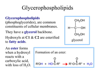 Glycerophospholipids
Glycerophospholipids
(phosphoglycerides), are common
constituents of cellular membranes.
They have a glycerol backbone.
Hydroxyls at C1 & C2 are esterified
to fatty acids.
C OH
H
CH2OH
CH2OH
glycerol
An ester forms
when a hydroxyl
reacts with a
carboxylic acid,
with loss of H2O.
Formation of an ester:
O O
R'OH + HO-C-R" R'-O-C-R'' + H2O
 