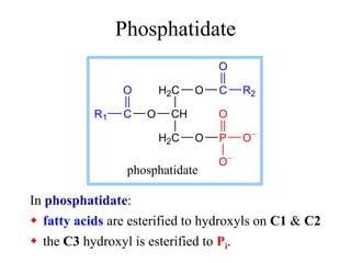 Phosphatidate
In phosphatidate:
 fatty acids are esterified to hydroxyls on C1 & C2
 the C3 hydroxyl is esterified to Pi.
O P O
O
O
H2C
CH
H2C
O
C
R1
O O C
O
R2
phosphatidate
 