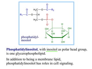 Phosphatidylinositol, with inositol as polar head group,
is one glycerophospholipid.
In addition to being a membrane lipid,
phosphatidylinositol has roles in cell signaling.
O P
O
O
H2C
CH
H2C
O
C
R1
O O C
O
R2
OH
H
OH
H
H
OH
H
OH
H
O
H OH
phosphatidyl-
inositol
 