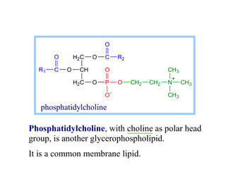 Phosphatidylcholine, with choline as polar head
group, is another glycerophospholipid.
It is a common membrane lipid.
O P O
O
O
H2C
CH
H2C
O
C
R1
O O C
O
R2
CH2 CH2 N CH3
CH3
CH3
+
phosphatidylcholine
 