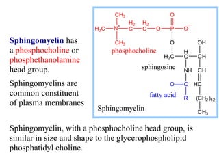 Sphingomyelin, with a phosphocholine head group, is
similar in size and shape to the glycerophospholipid
phosphatidyl chol...
