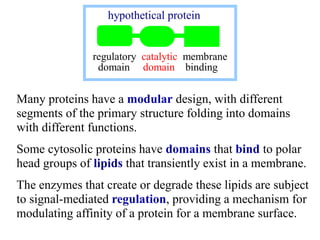 Many proteins have a modular design, with different
segments of the primary structure folding into domains
with different ...