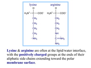 Lysine & arginine are often at the lipid/water interface,
with the positively charged groups at the ends of their
aliphati...