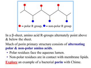 In a -sheet, amino acid R-groups alternately point above
& below the sheet.
Much of porin primary structure consists of a...