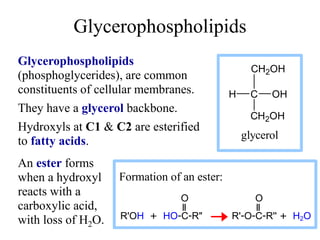 Glycerophospholipids
Glycerophospholipids
(phosphoglycerides), are common
constituents of cellular membranes.
They have a ...