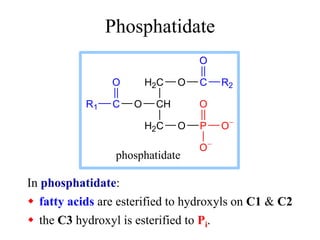 Phosphatidate
In phosphatidate:
 fatty acids are esterified to hydroxyls on C1 & C2
 the C3 hydroxyl is esterified to Pi...