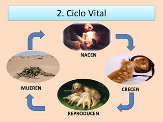 2. Ciclo Vital NACENMUERENCRECENREPRODUCEN