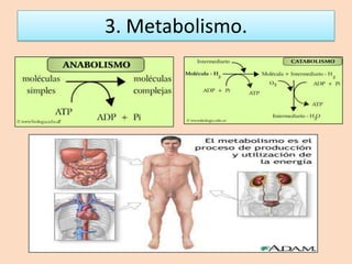 3. Metabolismo. 