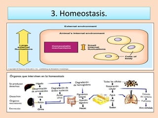 3. Homeostasis. 