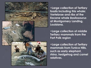 Louisiana rocks and minerals | PPT