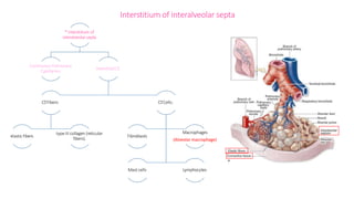 * Interstitium of
interalveolar septa
Continuous Pulmonary
Capillaries.
InterstitialC.T
.
C.
T
.Fibers:
elastic fibers
type III collagen (reticular
fibers).
C.
T
.Cells:
Fibroblasts
Macrophages
(Alveolar macrophage)
Mast cells Lymphocytes
Interstitium of interalveolar septa
 
