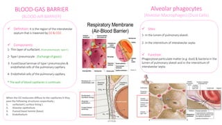 BLOOD-GAS BARRIER
(BLOOD-AIR BARRIER)
 Definition: It is the region of the interalveolar
septum that is traversed by O2 & CO2 .
 Components:
1- Thin layer of surfactant. (frompneumocyte type II )
2- Type I pneumocyte . (Exchange of gases)
3- Fused basal laminae of typeI pneumocytes&
endothelial cells of the pulmonary capillary.
4- Endothelial cells of the pulmonary capillary.
* The wall of blood capillaries is continues.
Alveolar phagocytes
(Alveolar Macrophages) (Dust Cells)
 Sites:
1- In the lumenof pulmonary alveoli.
2- In the interstitium of interalveolar septa.
 Function:
Phagocytoseparticulate matter (e.g. dust) & bacteria in the
lumen of pulmonary alveoli and in the interstitium of
interalveolar septa.
When the O2 molecules diffuse to the capillaries it they
pass the following structures respectively :
1. surfactant ( surface lining )
2. Alveolar epithelium
3. Fuesed basel lamnie (base)
4. Endothelium
 