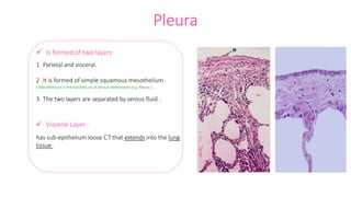 Pleura
 Is formed of two layers:
1 Parietal and visceral.
2 It is formed of simple squamous mesothelium .
( Mesothelium is the epithelium of serous membranes e.g. Pleura )
3 The two layers are separated by serous fluid .
 Visceral Layer :
has sub-epithelium loose C.T that extends into the lung
tissue .
 