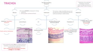 TRACHEA The wall of trachea is
formed of
Mucosa
Epithelium: Respiratory
epithelium
Lamina Propria
Elastic Lamina ( membrane)
Submucosa
C.T
Numerous Mucous and
seromucous glands
Lymphoid elements
(cells)
Adventitia*
Fibroelastic C.T
C-shaped rings (12-16) of
hyaline cartilage
(incomplete)
Trachealis muscle (bundle of smooth
muscle fibers ) connects the 2 ends of
each C-shaped(incomplete) rings of
cartilage
In the trachea the elastic fibers is so dense and form a
membrane , this membrane separates the lamina
propria form the submucosa.
Note : you MUST differentiate between the elastic
cartilage and elastic fibers !
The mucosa (MAINLY) composed of 2 things :
• epithelium
• Lamina propria (connective tissue)
* Adventitia is the outermost
fibroblastic connective
tissue+cartilage covering of an
organ, vessel, or other structure
The trachea is highly humidified because not
only does the mucosa has glands but also the
submucosaleading to a high humidity
 