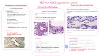less than 0.5mm in diameter
.
Similar structure to preterminal bronchioles,
but:
Epithelium:
Simple cuboidal partially ciliated epithelium
With Clara cells ( With NO goblet cells).
CLARA CELLS:
 Structure:
columnar cells (non ciliated).
 Function:
1- Degrade toxins in inhaled air
. (immune cell likefunction)
2- Divideto regenerate the bronchiolar epithelium.
3- Produce surfactant-like material.
 Location:
Terminal bronchioles and respiratory bronchioles.
*Important notes :
•The Terminal Bronchioles are the last part of the
conduction zone .
•The RespiratoryBronchiolesare the first part of the
respiratory zone.
•The main differencebetween the bronchioles and the
bronchus is the absent of:
1- Cartilages 2- Seromucous glands 3- Lymph nodules
4- Goblet cells 5- Sub-mucosa
B- Lamina propria :
C.T
. rich in elastic fibers.
(although it’s rich in elastic fiber but
there’s no membrane)
 Muscle coat:
2 helically arranged smooth muscle layers.
 Adventitia:
C.T.
No cartilage at all, No
seromucous glands, No lymph
nodules.
Preterminal Bronchioles(1ry):
less than 1mm in diameter
.
 Mucosa: (has longitudinal folds )
A- Epithelium:
Simple ciliated Columnar
Epithelium with occasional goblet cells.
(The doctor said usually you will not
find goblet cells )
their walls are interrupted by the presence of few pulmonary
alveoli.
Why is the mucosa folded ? To give larger surface area for
dilatation.
BRONCHIOLES (DOESN’T CONTAIN CARTILAGE)
Respiratory Bronchioles(3ry):
Terminal Bronchioles(2ry):
Similarstructure to terminal bronchioles,but:
 