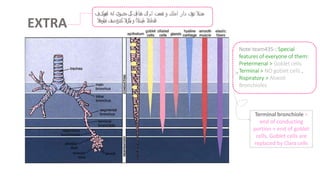 EXTRA
‫بع‬
‫ش‬
‫ال‬
‫ت‬
‫ف‬
‫ر‬
‫ع‬
‫د‬
‫ا‬
‫ز‬
‫ا‬
‫م‬
‫ل‬
‫ك‬
‫و‬
‫تق‬
‫م‬
‫ع‬
‫ت‬
‫ا‬
‫م‬
‫ل‬
‫ك‬
‫هنا‬
‫ي‬‫ف‬
‫ك‬
‫ك‬
‫ل‬
‫حضوي‬
‫انه‬
‫يوكت‬‫ن‬‫ه‬‫ا‬
‫ف‬
‫ي‬
‫ةلخادال‬
‫ءايشالا‬
‫و‬
‫تال‬‫ر‬‫ا‬‫ك‬‫ي‬‫ب‬
‫كدنع‬
‫ت‬
‫ن‬
‫ق‬
‫ص‬
‫ةيئاوهال‬
Note-team435-: Special
features of everyone of them:
Pretermenal > Goblet cells
Terminal > NO goblet cells ,
Rispiratory > Alveoli
Bronchioles
Terminal bronchiole =
end of conducting
portion + end of goblet
cells, Goblet cells are
replaced by Clara cells
 