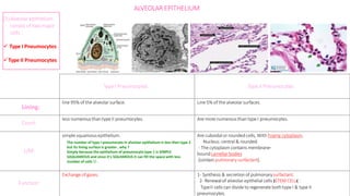 (1)Alveolarepithelium
consist of twomajor
cells :
 Type I Pneumocytes
Type II Pneumocytes
Type I Pneumocytes Type IIPneumocytes
line 95% of the alveolarsurface. Line 5% of the alveolarsurfaces.
Count:
less numerous than type II pneumocytes. Are more numerousthan type I pneumocytes.
L/M:
Are cuboidal or roundedcells, With Foamy cytoplasm.
Nucleus:central & rounded.
- The cytoplasm contains membrane-
boundLamellar bodies
(contain pulmonary surfactant).
Function:
Exchange ofgases. 1- Synthesis & secretionof pulmonarysurfactant.
2- Renewalof alveolar epithelial cells )STEM CELL( :
TypeII cells can divide to regenerate both type I & type II
pneumocytes.
ALVEOLAR EPITHELIUM
Lining:
simple squamousepithelium.
The number of type I pneumocyte in alveolar epithelium is less then type 2
but its lining surface is greater , why ?
Simply because the epithelium of pneumocyte type 1 is SIMPLE
SAQUAMOUS and since it’s SQUAMOUS it can fill the space with less
number of cells  .
 