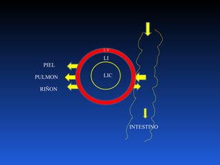 PIEL PULMON RIÑON INTESTINO LIC LI L V 