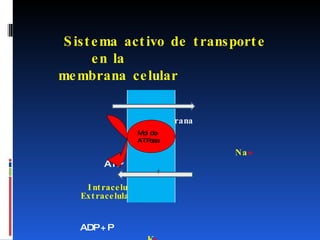 Sistema activo de transporte en la  membrana celular     Membrana   Na + ATP  Intracelular   Extracelular ADP + P  K + Mol de  ATPasa 