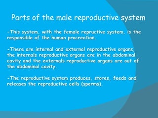 Parts of the male reproductive system 