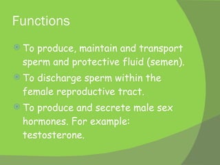 Functions To produce, maintain and transport sperm and protective fluid (semen). To discharge sperm within the female reproductive tract. To produce and secrete male sex hormones.  For example: testosterone. 