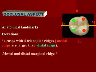 Occlusal Marginal Ridge 2 mandibular molars future | PPT
