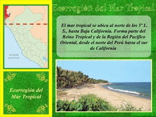 El mar tropical se ubica al norte de los 5º L. S., hasta Baja California. Forma parte del Reino Tropical y de la Región del Pacífico Oriental, desde el norte del Perú hasta el sur de California  Ecorregión del Mar Tropical 